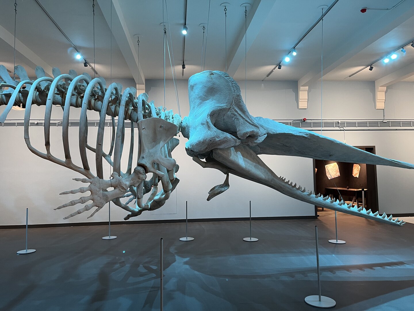 Skelet Potvis Natuurmuseum Brabant