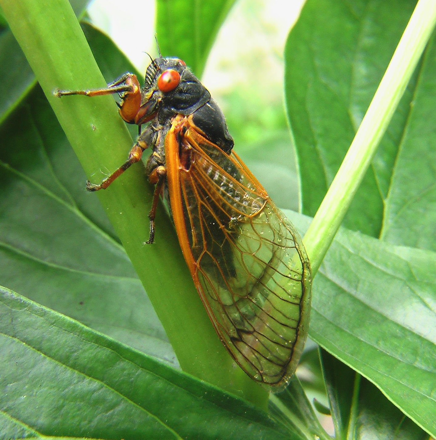 Cicade Cicade op een blad