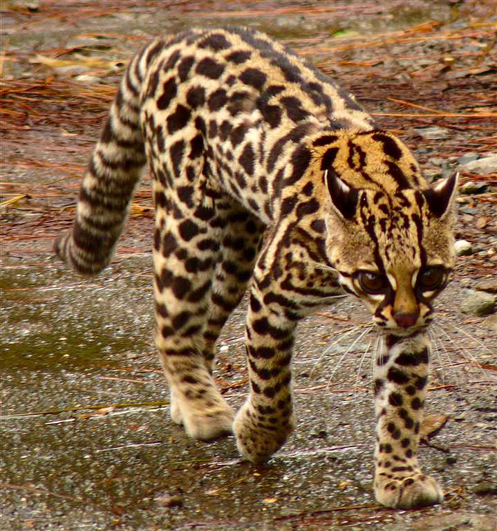Een Margay in het wild