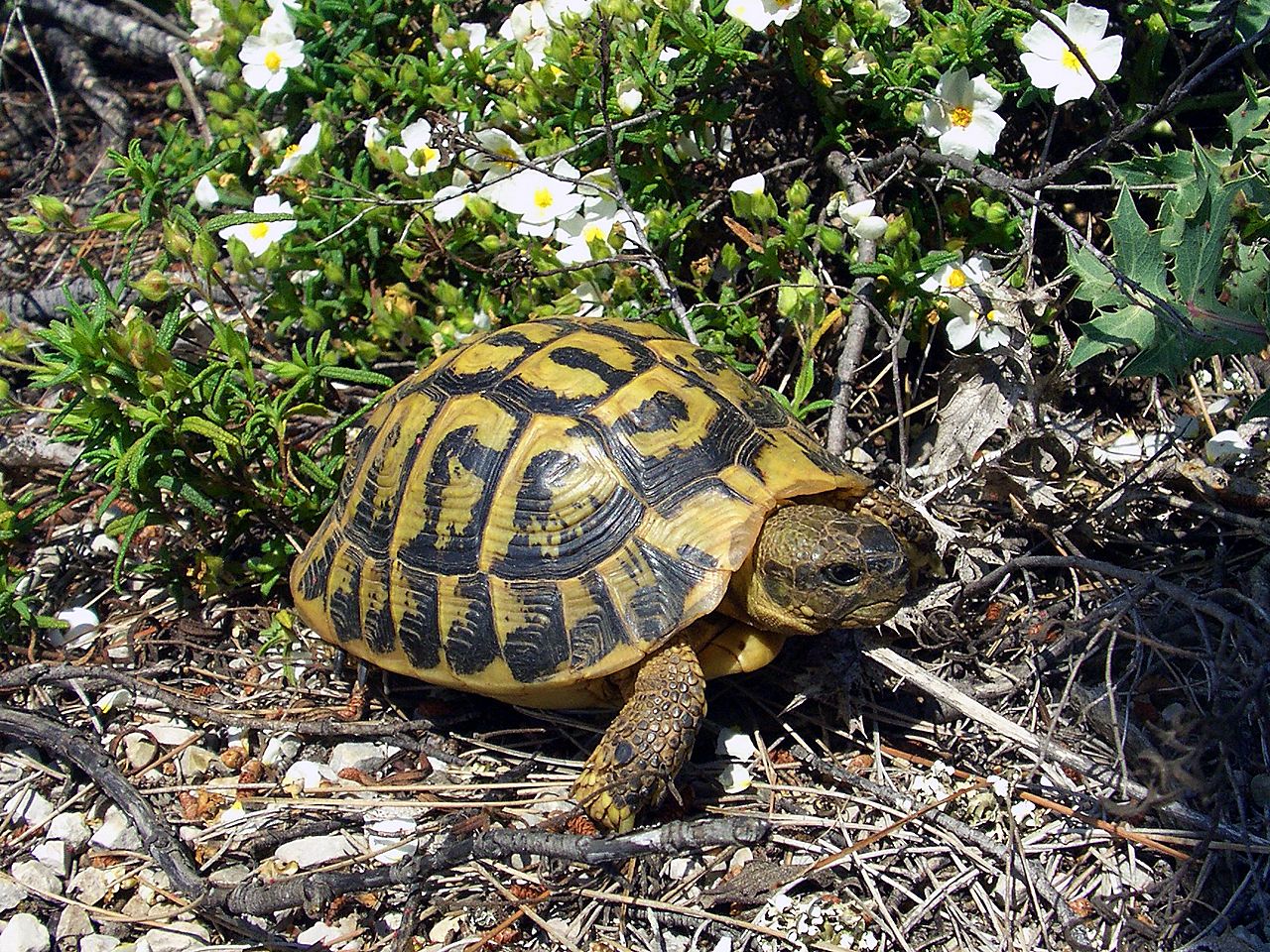 Griekse landschildpad