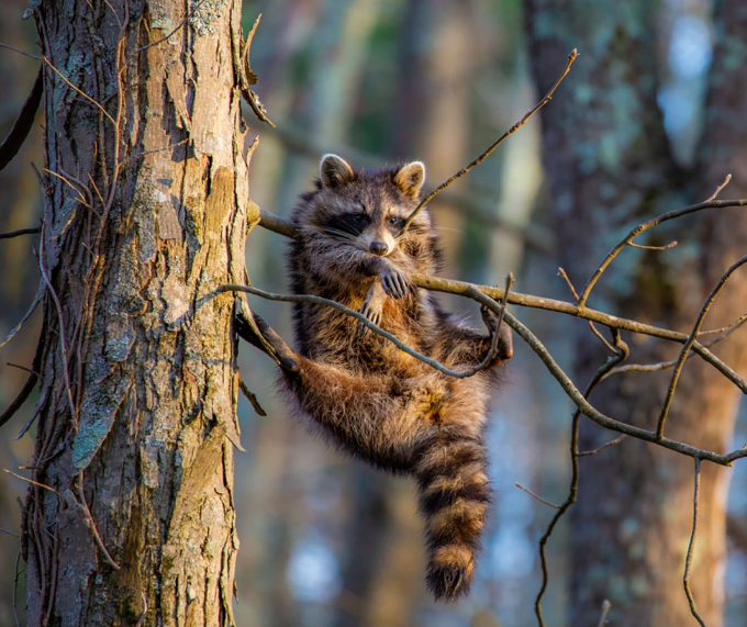 Een wasbeer die in de boom hangt