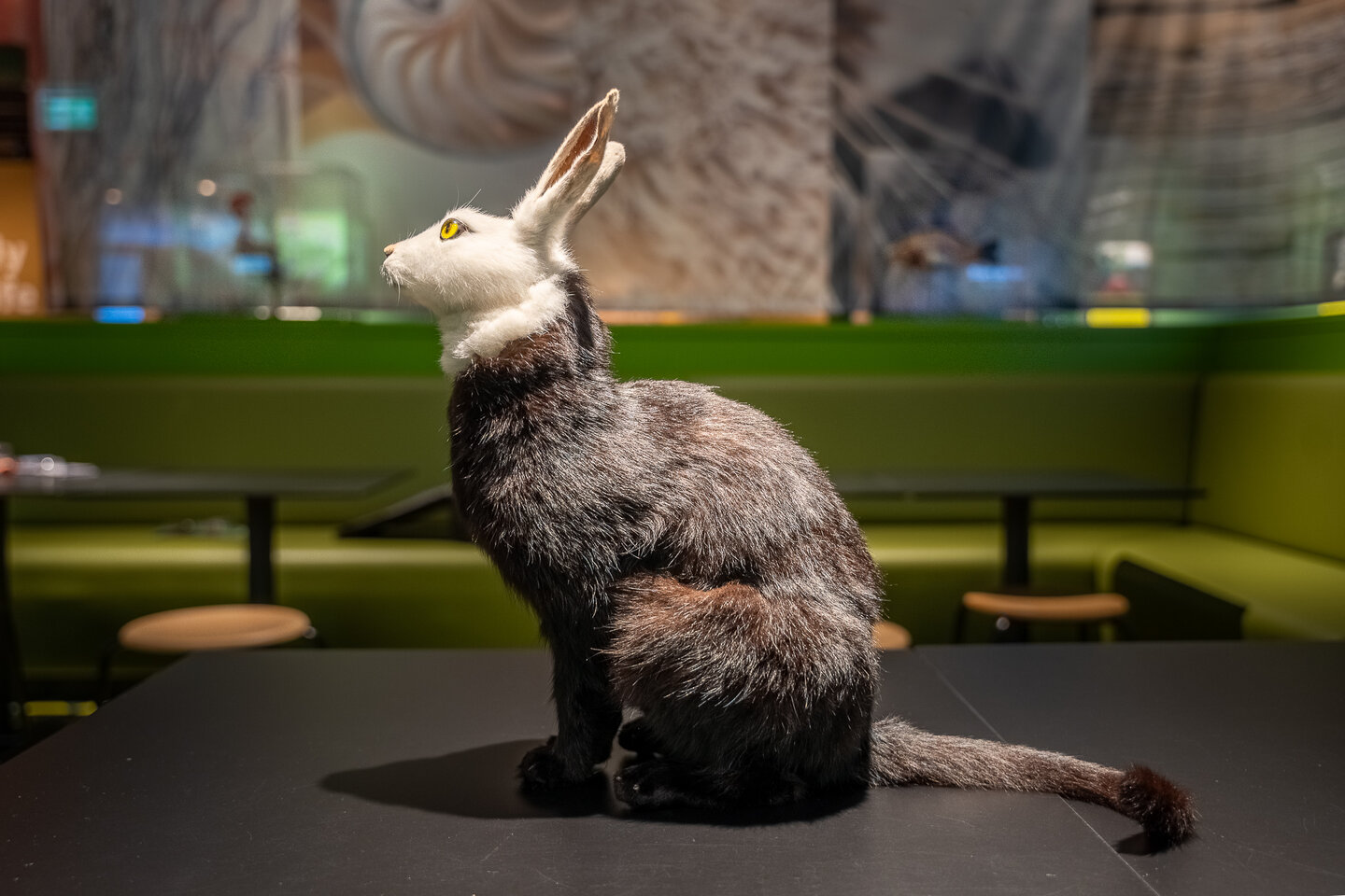 Opgezette kat Foto van een opgezette kat