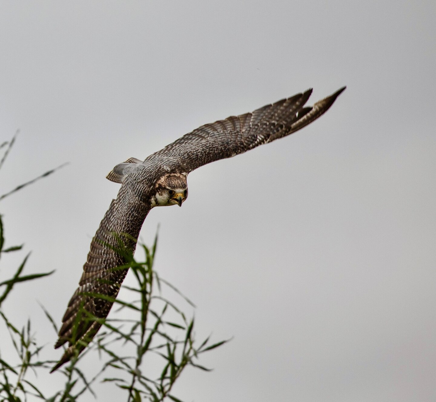 Slechtvak vliegend in het wild