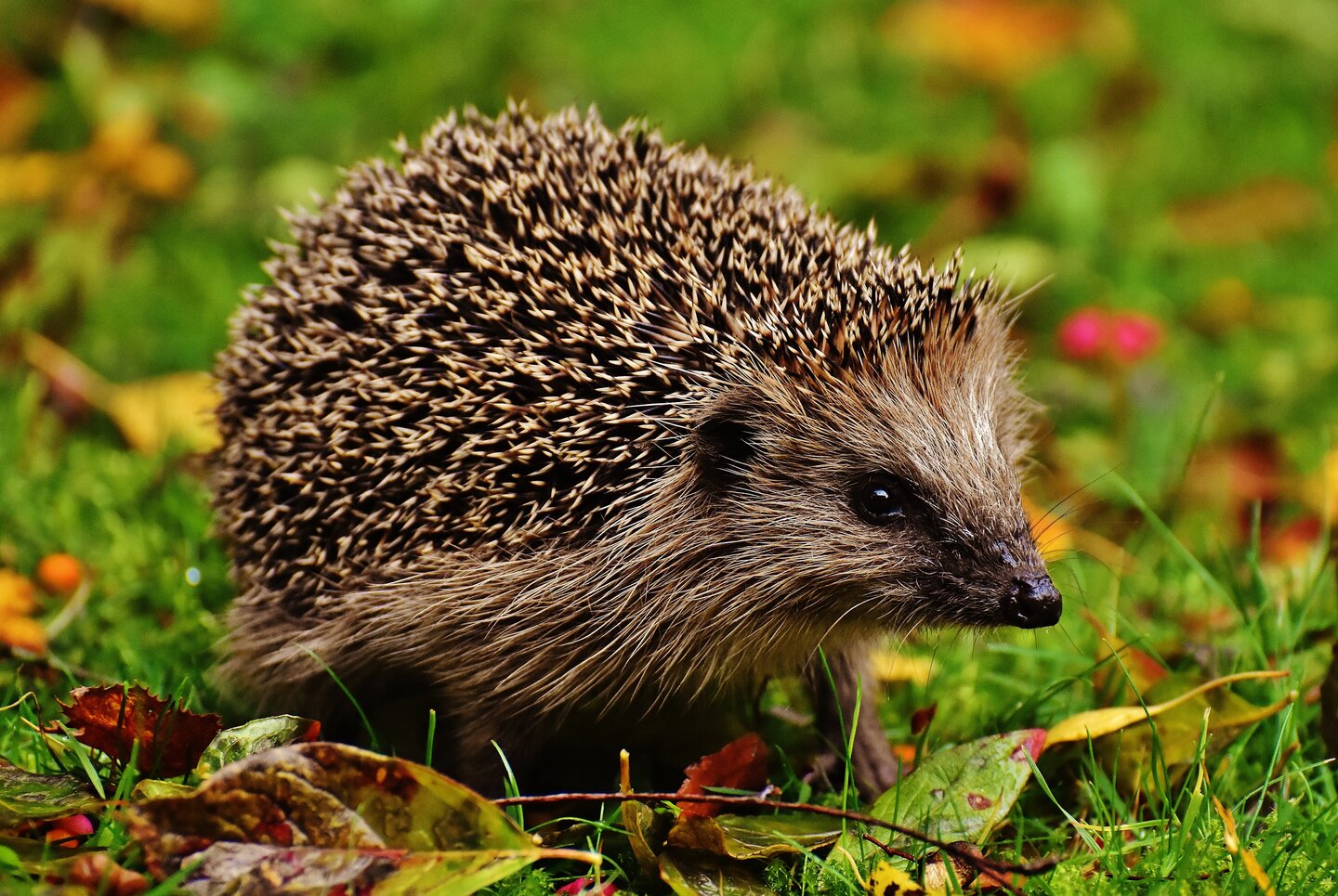 Egel Egel in het gras