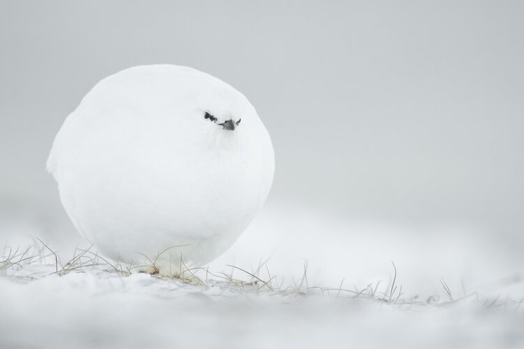 Een korhoen helemaal opgeblazen in de Noorse sneeuw
