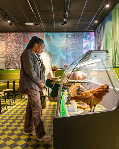 Vrouw die naar vogels kijkt in de vitrine