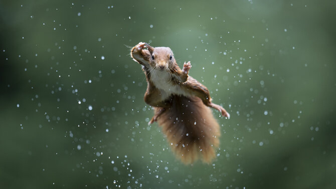 Springende eekhoorn