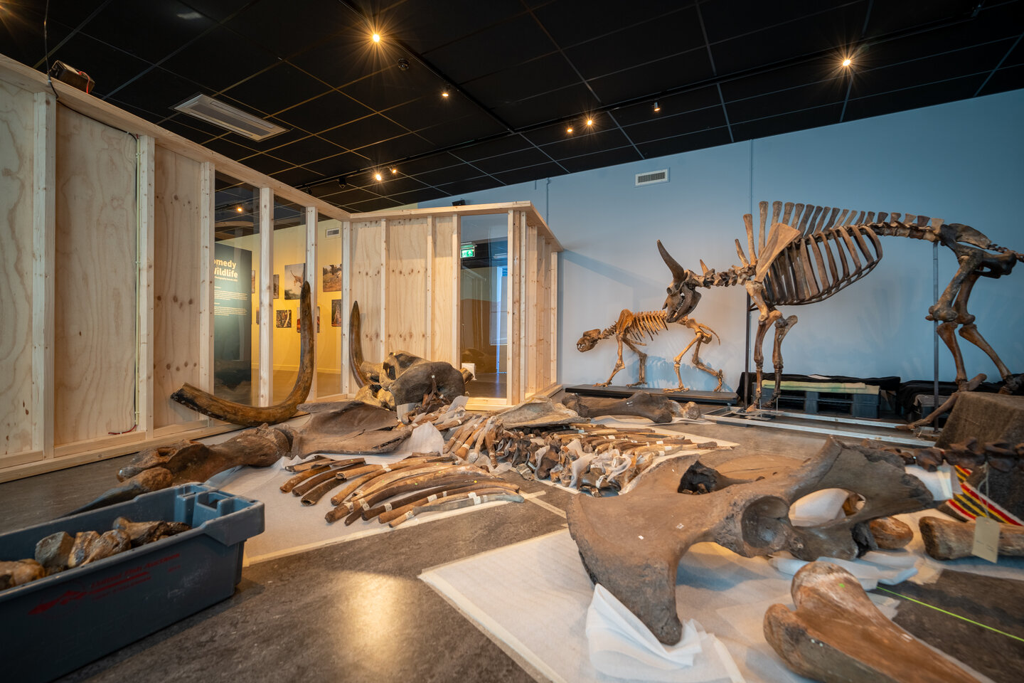 Botten Mammoet De botten van een Mammoet uitgestald