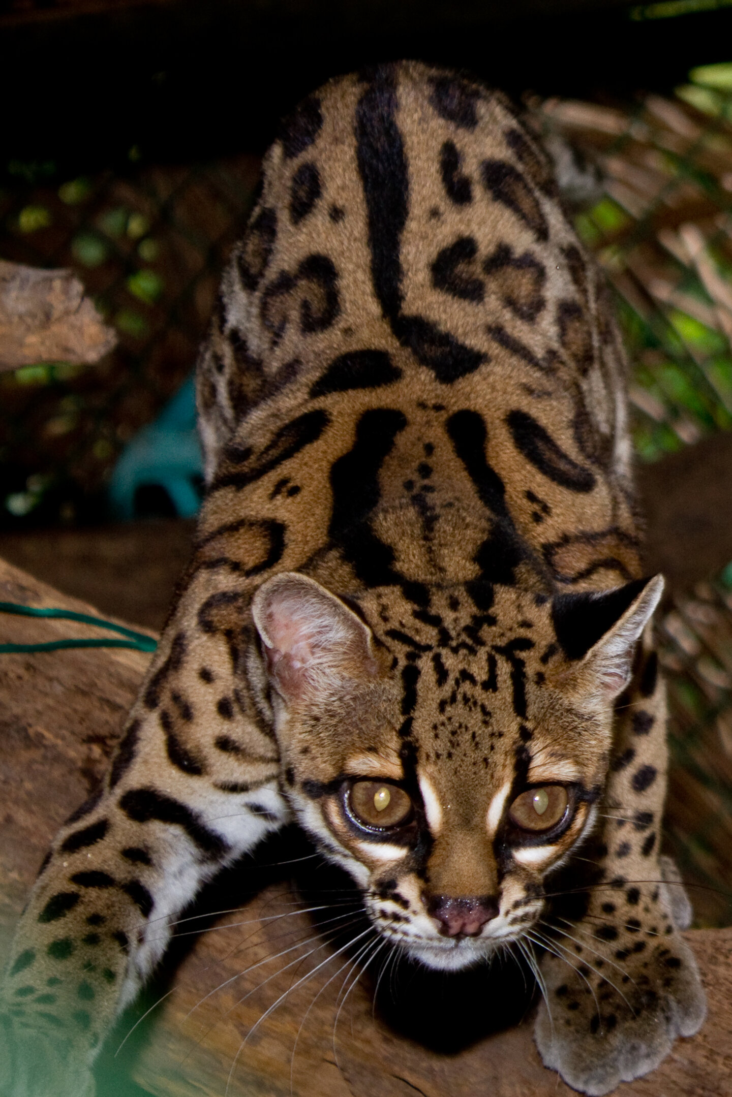 Een Margay in het donker