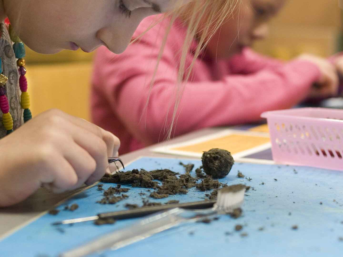 Braakbalpluizen Kinderen die braakballen ontleden