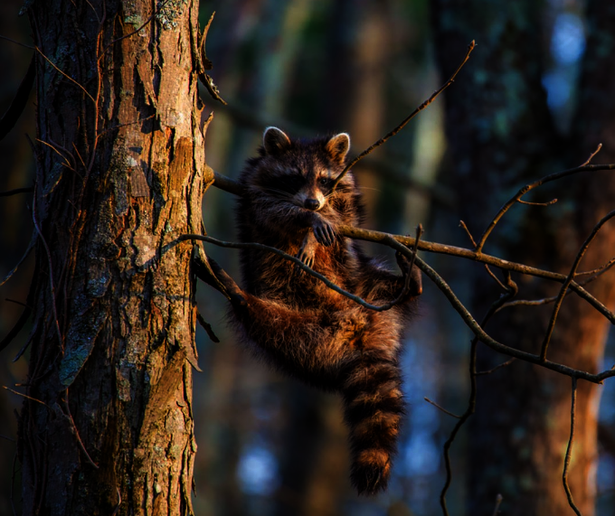 Een wasbeer die in de boom hangt