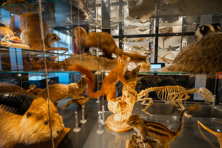 Een aantal opgezette dieren in een vitrine