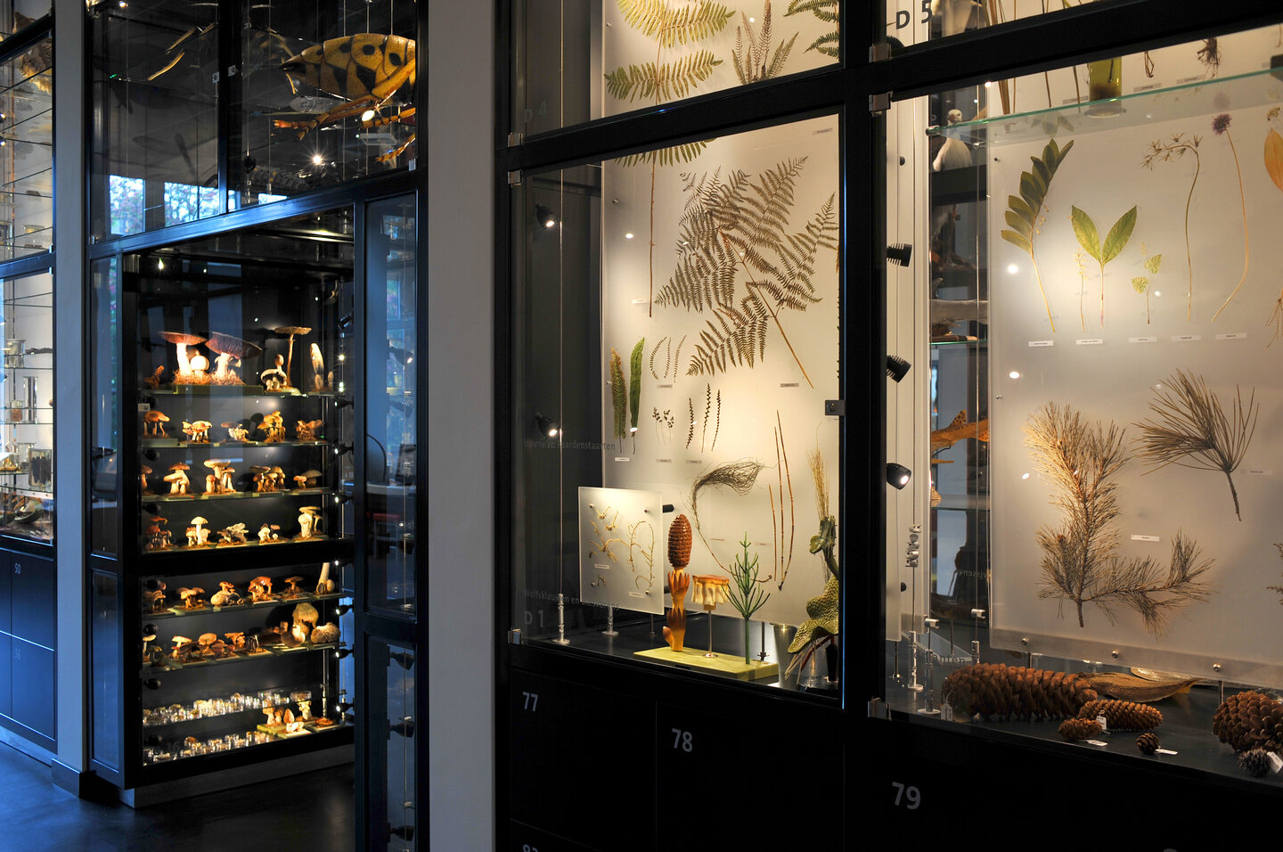 Vitrines in de OO-zone