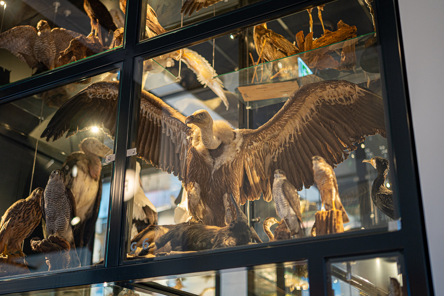 Vogels in de OO-zone