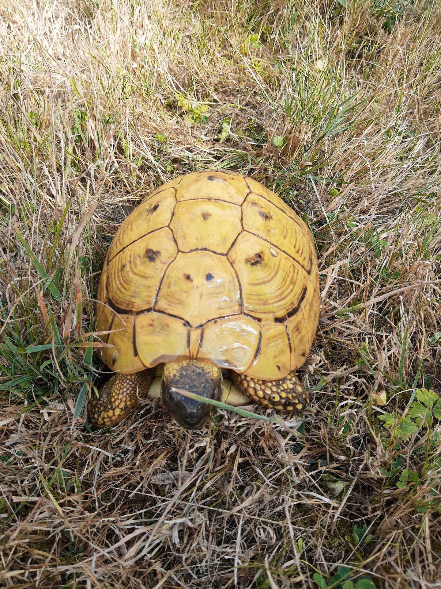 Griekse landschildpad