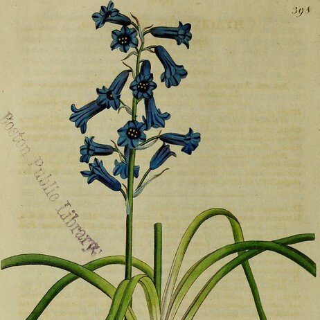 Illustratie van de plant Brimeura amethystina, een kleine, vaste plant die ongeveer 20 cm hoog is, met smalle, grasachtige bladeren en klokvormige bloemen in tint donkerblauw.