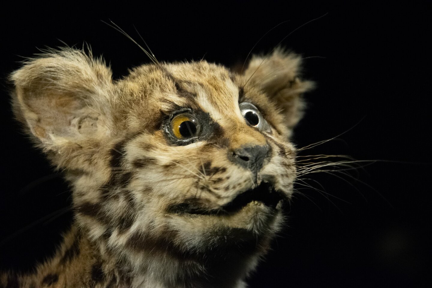 Margay