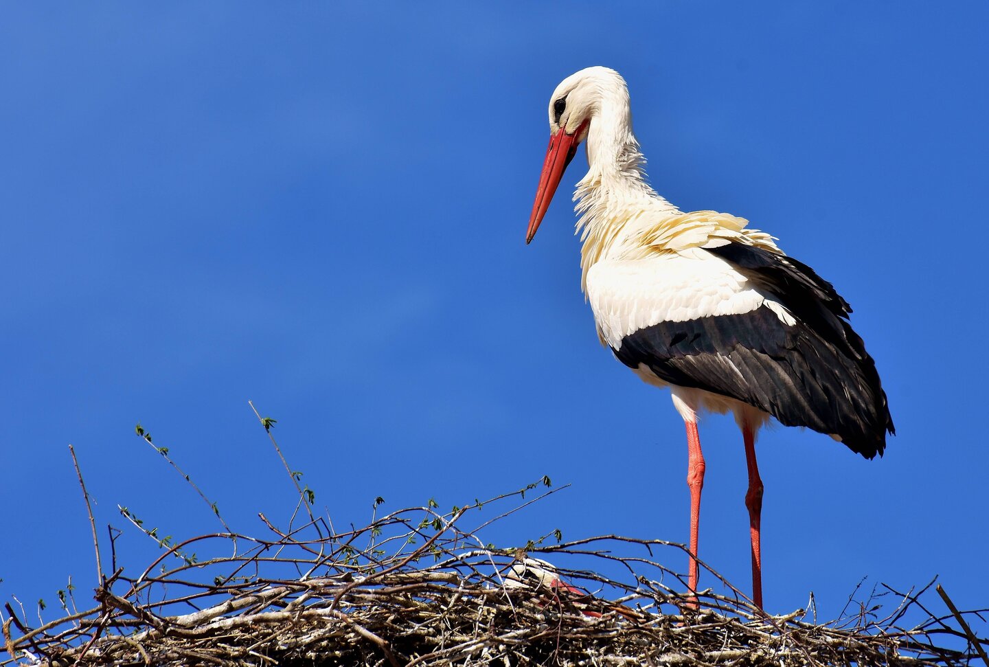 Ooievaar in een nest