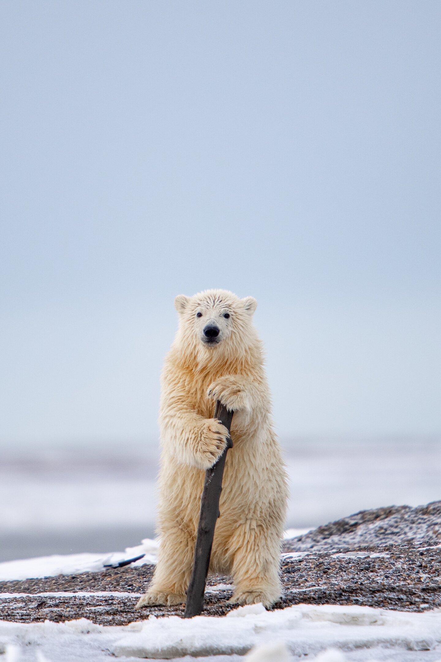 Een grappige foto van een ijsbeer