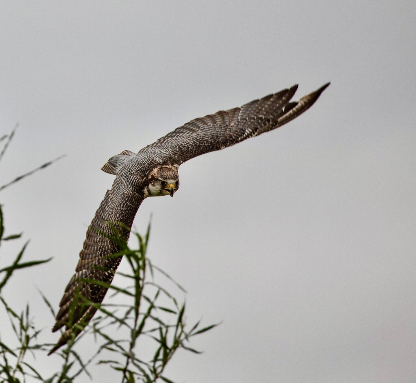 Slechtvak vliegend in het wild