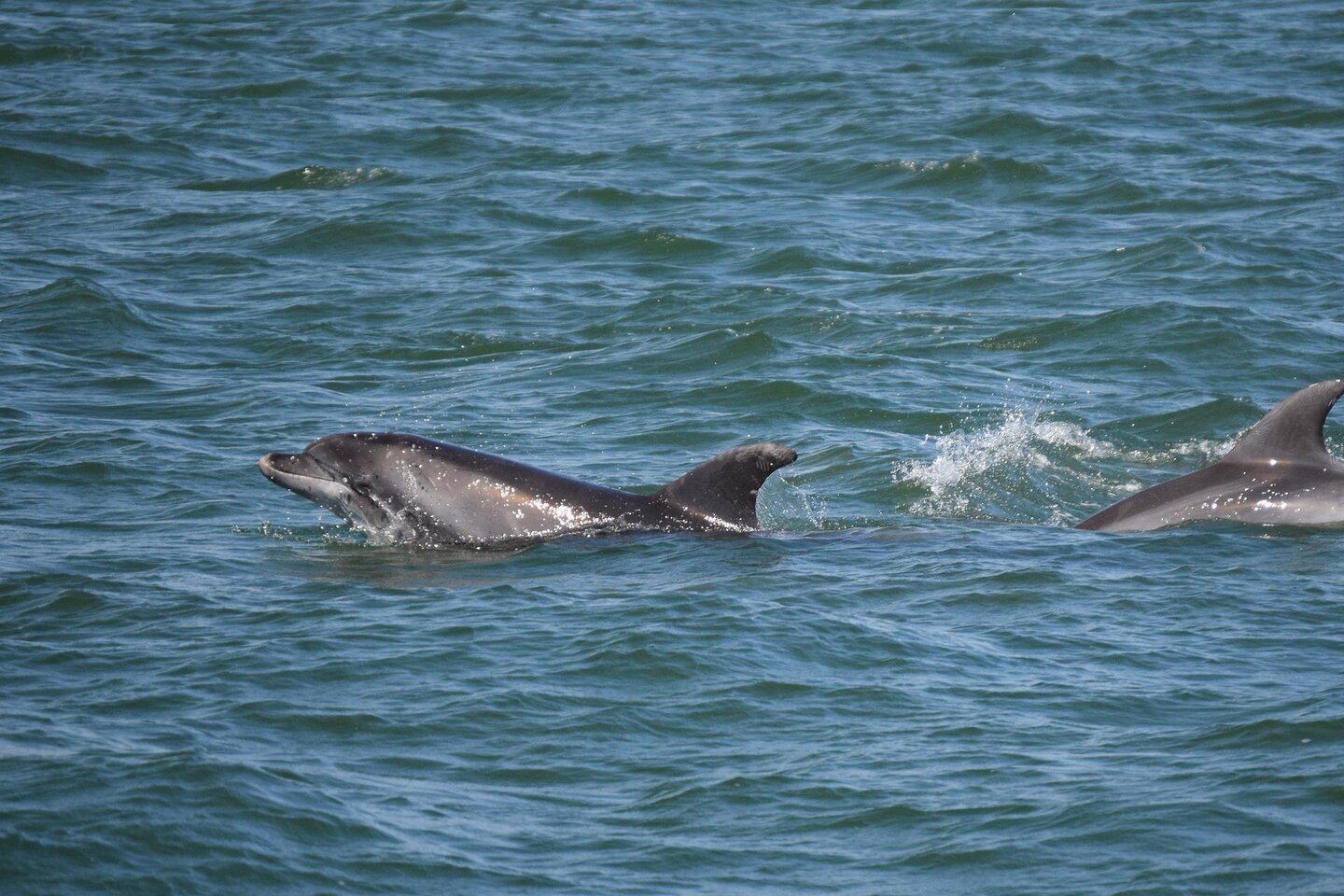 Tuimelaars in de zee