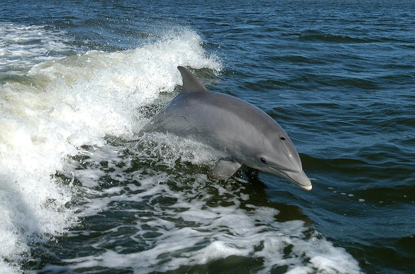 Tuimelaar in de zee