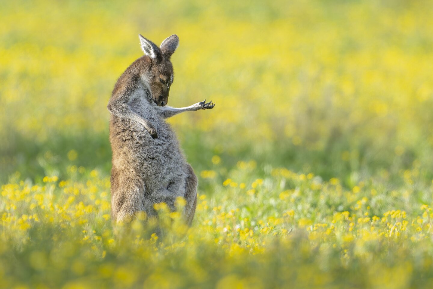 Een kangoeroe die op een luchtgitaar speelt
