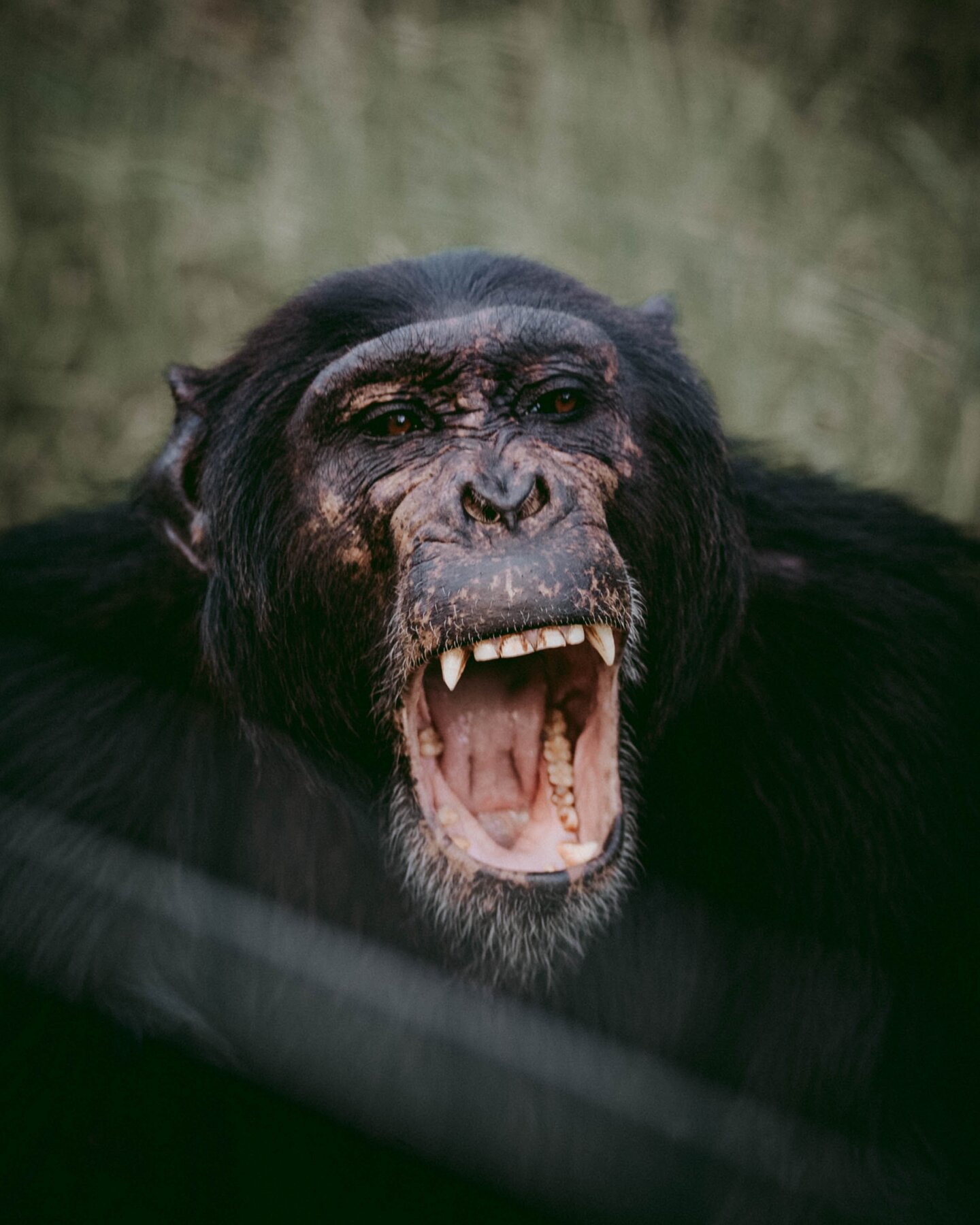 Chimpansee