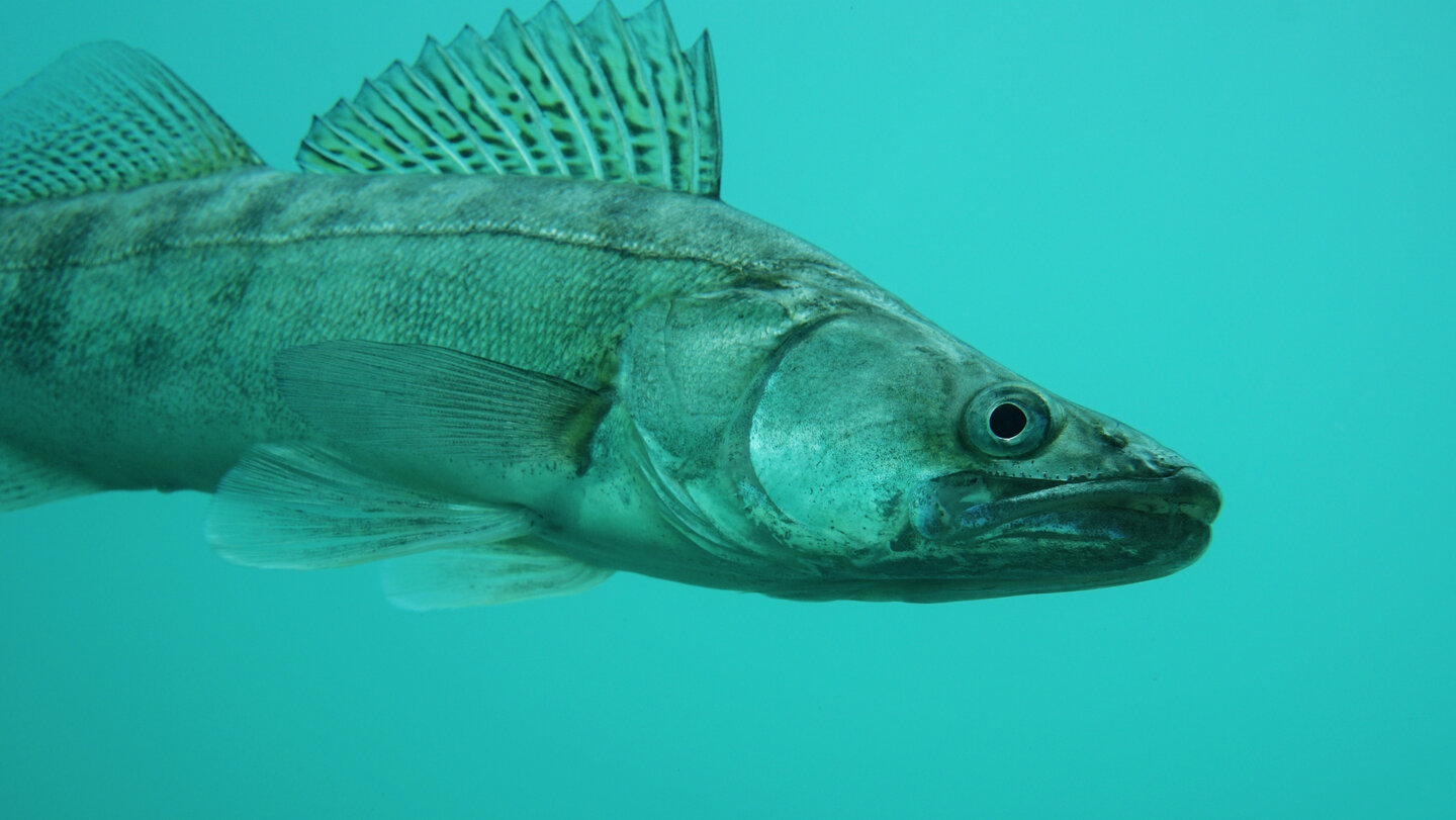 Snoekbaars