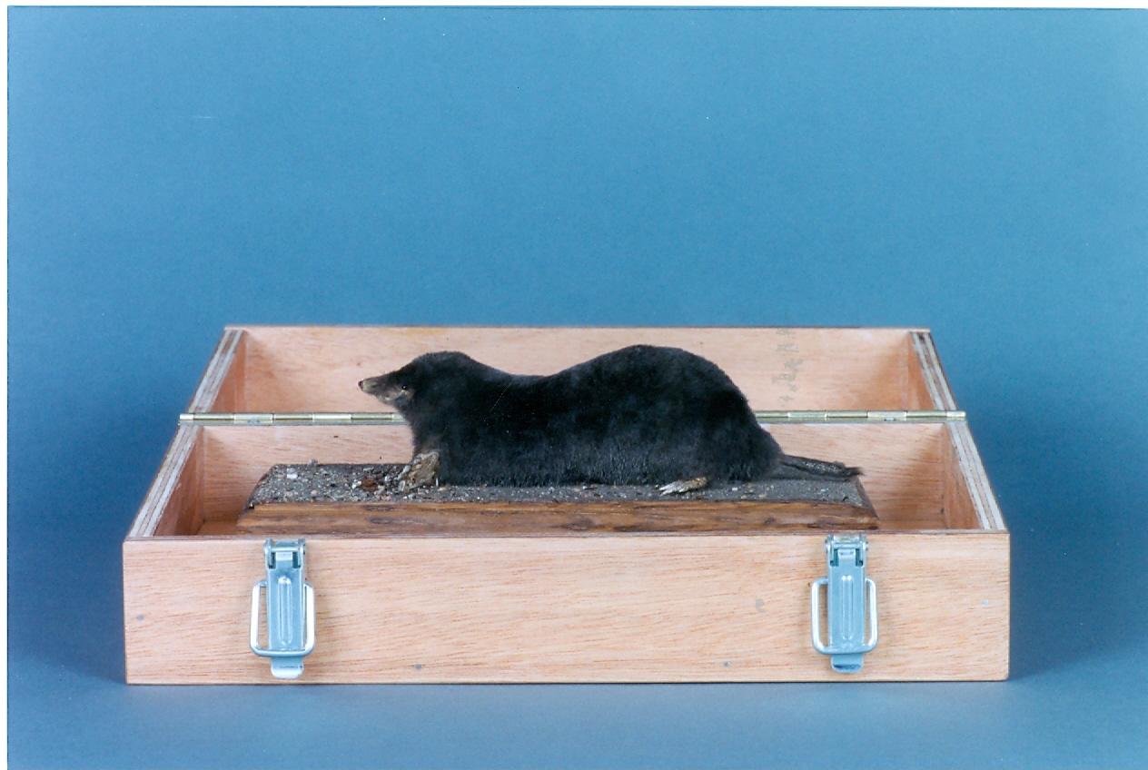 Een opgezette mol in een kistje